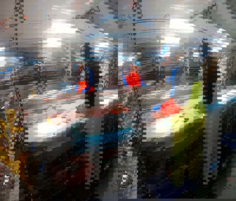 Carsoe Trimming Line Live 1