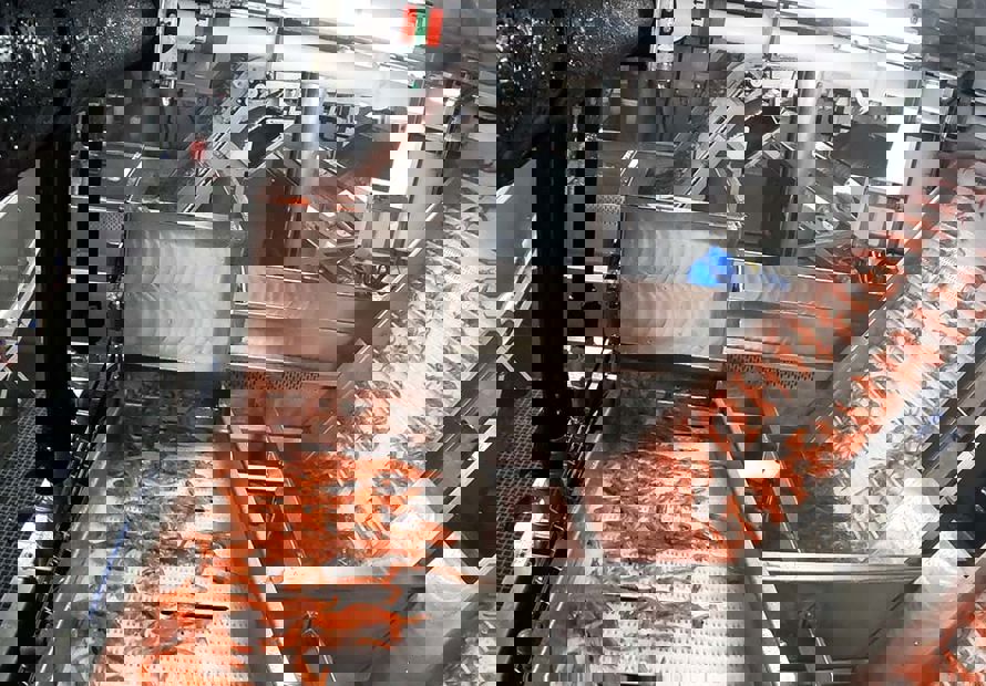 Conveyor System for Shrimp - Carsoe