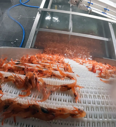 Shrimp Conveyor for Buffer Bin