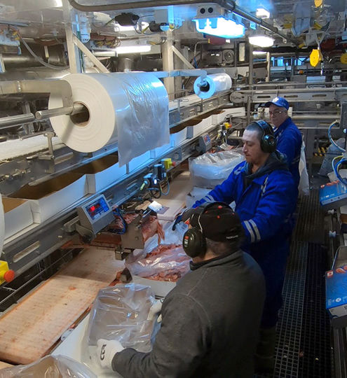 Carsoe Shrimp Weighing Hopper System Live 1