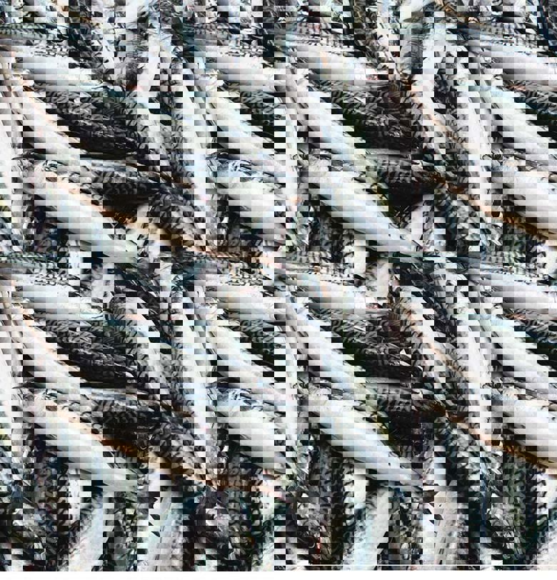 Pelagic System - Carsoe