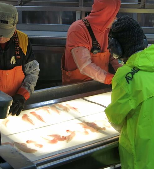 Carsoe Candling Tables