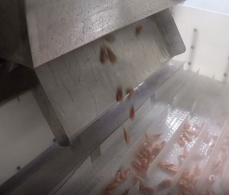 Carsoe Connie Cooker 800