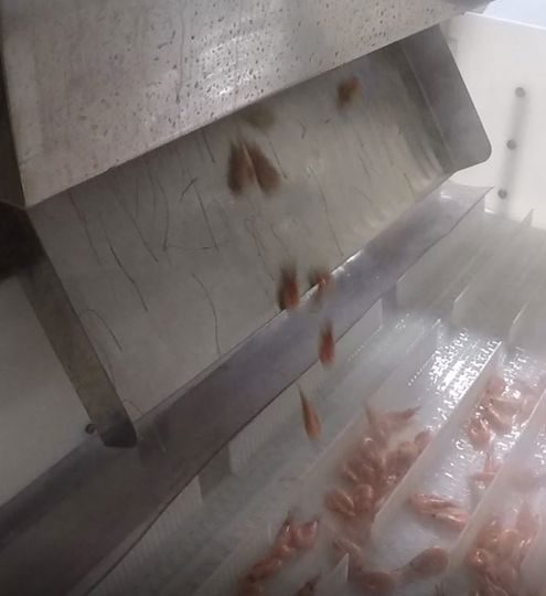 Carsoe Connie Cooker 800