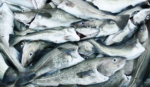 Whitefish Processing - Carsoe