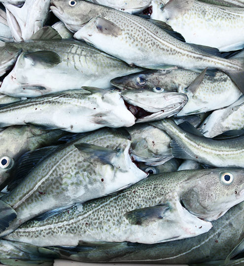 Whitefish Processing - Carsoe