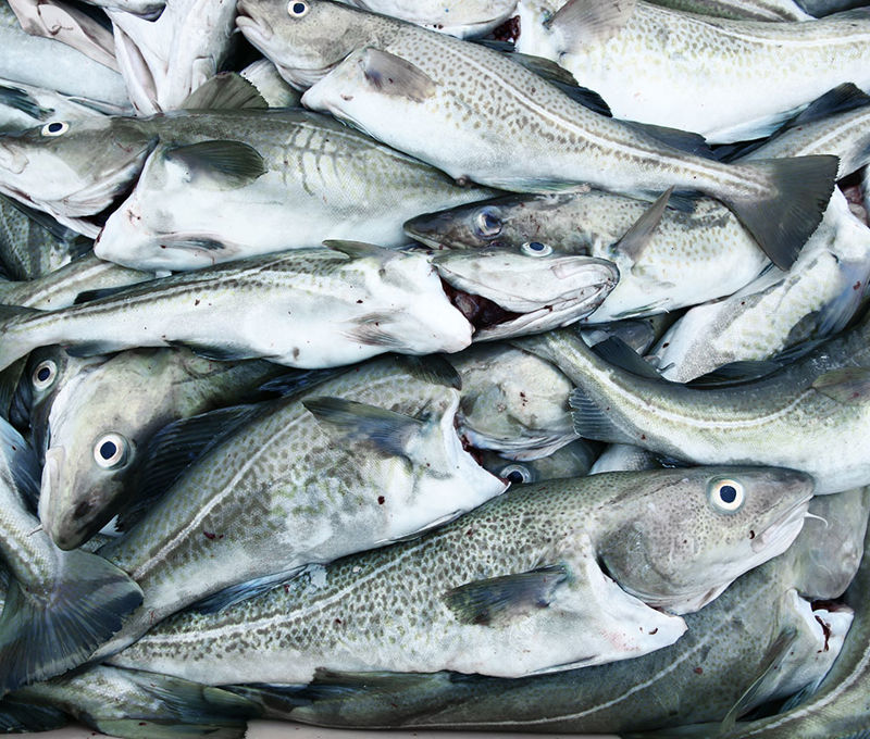 Whitefish Processing - Carsoe
