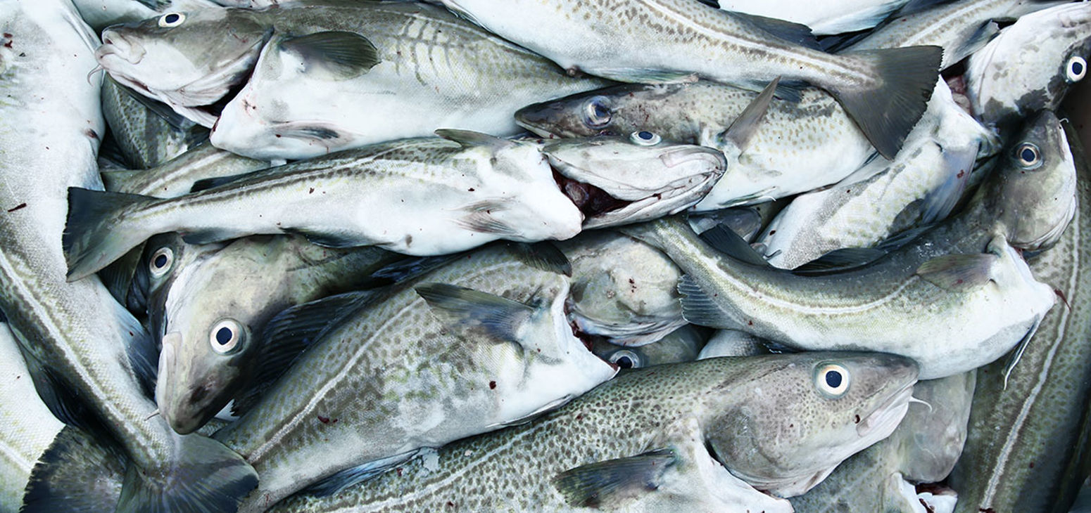 Whitefish Processing - Carsoe