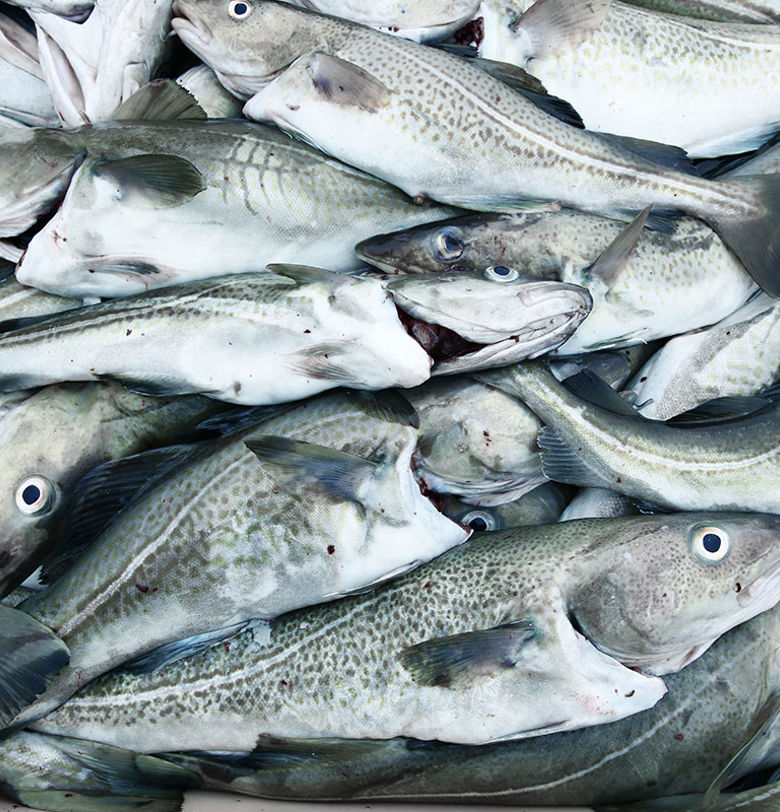 Whitefish Processing - Carsoe