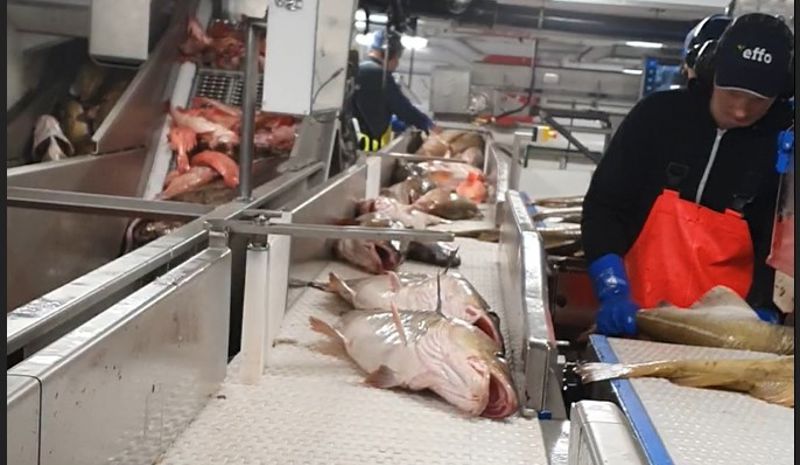 WhiteFish Conveyor System