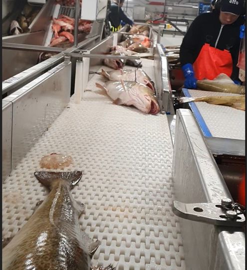 Carsoe Whitefish Conveyor Systems