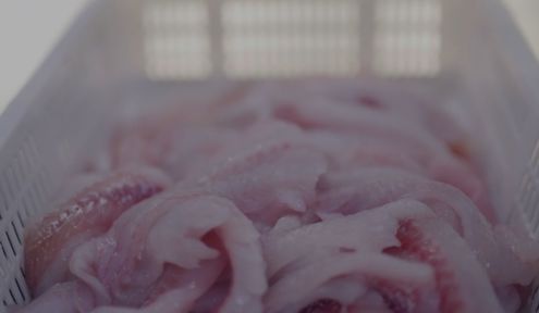 Carsoe Pollock Candling Table