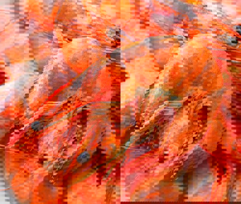 Carsoe shrimp sikuaq trawl