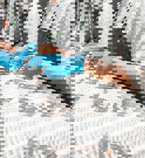 Carsoe Warm Water Shrimps