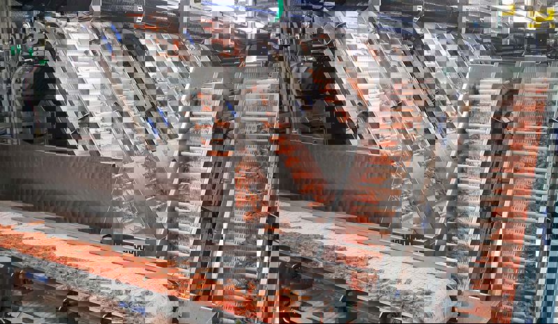 Carsoe Shrimp Conveyor System