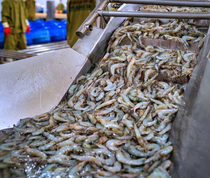 Carsoe KM 1130 Shrimp Grading Machine Shrimp Photo General