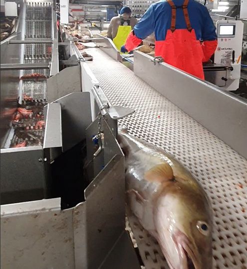 White Fish Conveyor System