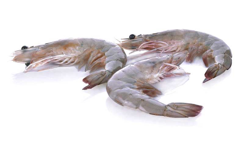 Carsoe Warm Water Shrimp Before Processing