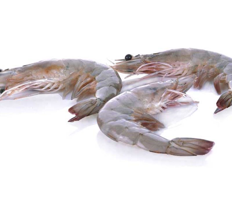 Carsoe Warm Water Shrimp Before Processing
