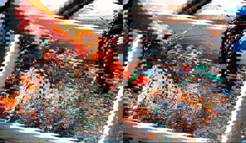 Carsoe Lobster Processing