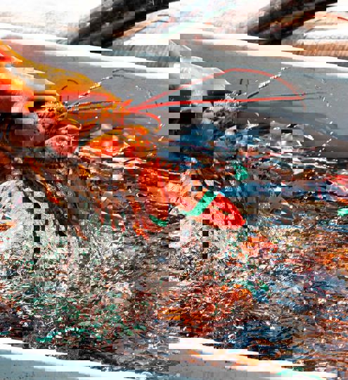 Carsoe Lobster Processing