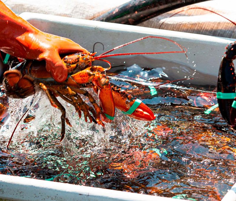 Carsoe Lobster Processing