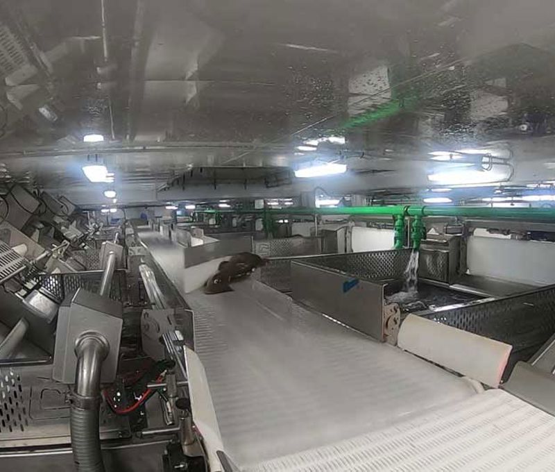 Carsoe Whitefish Cod Processing Factory Onboard