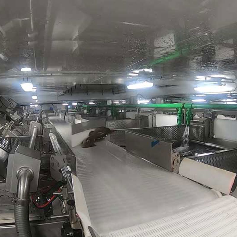 Whitefish processing factory interior published for onboard systems.