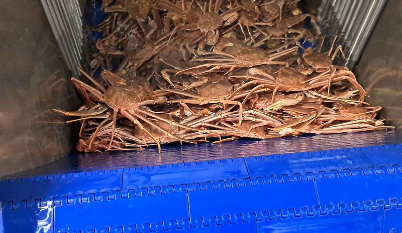 Carsoe Onboard Crab Factory