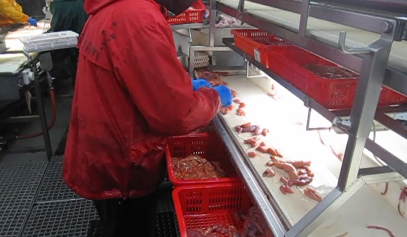 Carsoe Roe Sorting Line Live 1