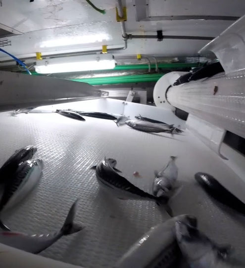 Conveyor Systems - Pelagic Fish