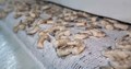 Land Based Warm Water Shrimp Processing