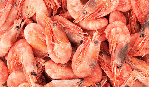 Carsoe Shrimp Photo 2