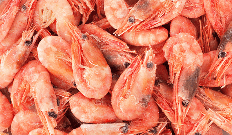 Carsoe Shrimp Photo 2