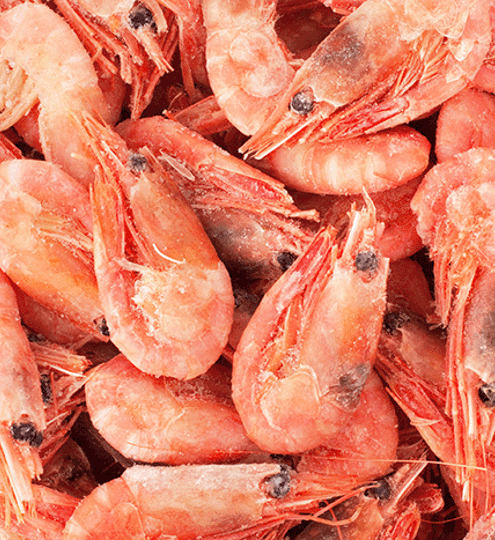 Carsoe Shrimp Photo 2