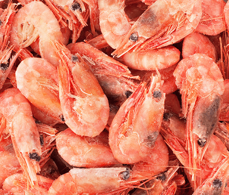 Carsoe Shrimp Photo 2