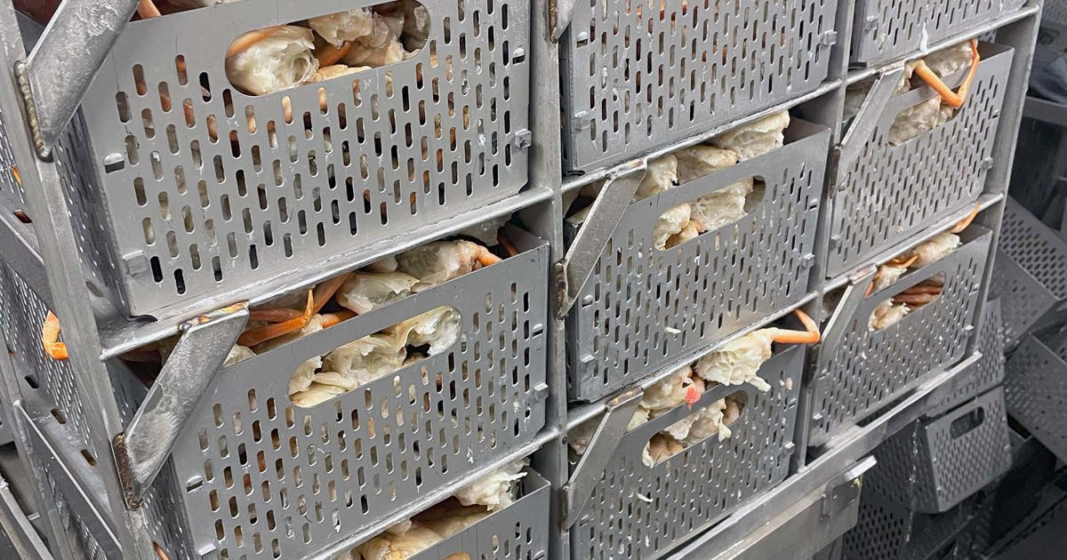 Crab Factory - Optimized Crab Processing - Carsoe