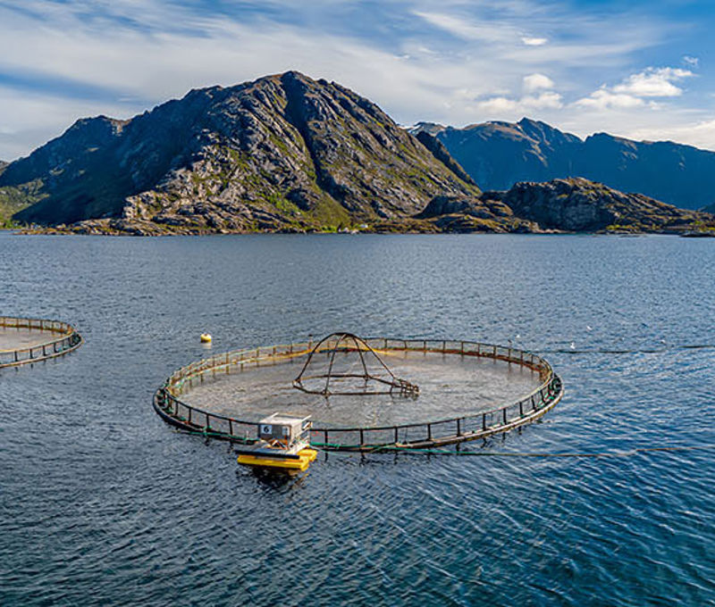 Carsoe Salmon Processing landbased