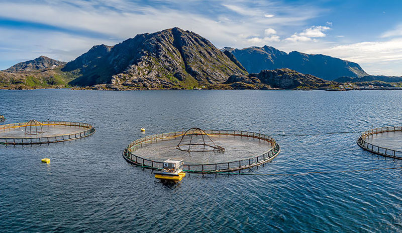 Carsoe Salmon Processing landbased