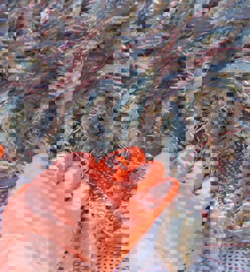 Carsoe Warm Water Shrimp Stock Photo