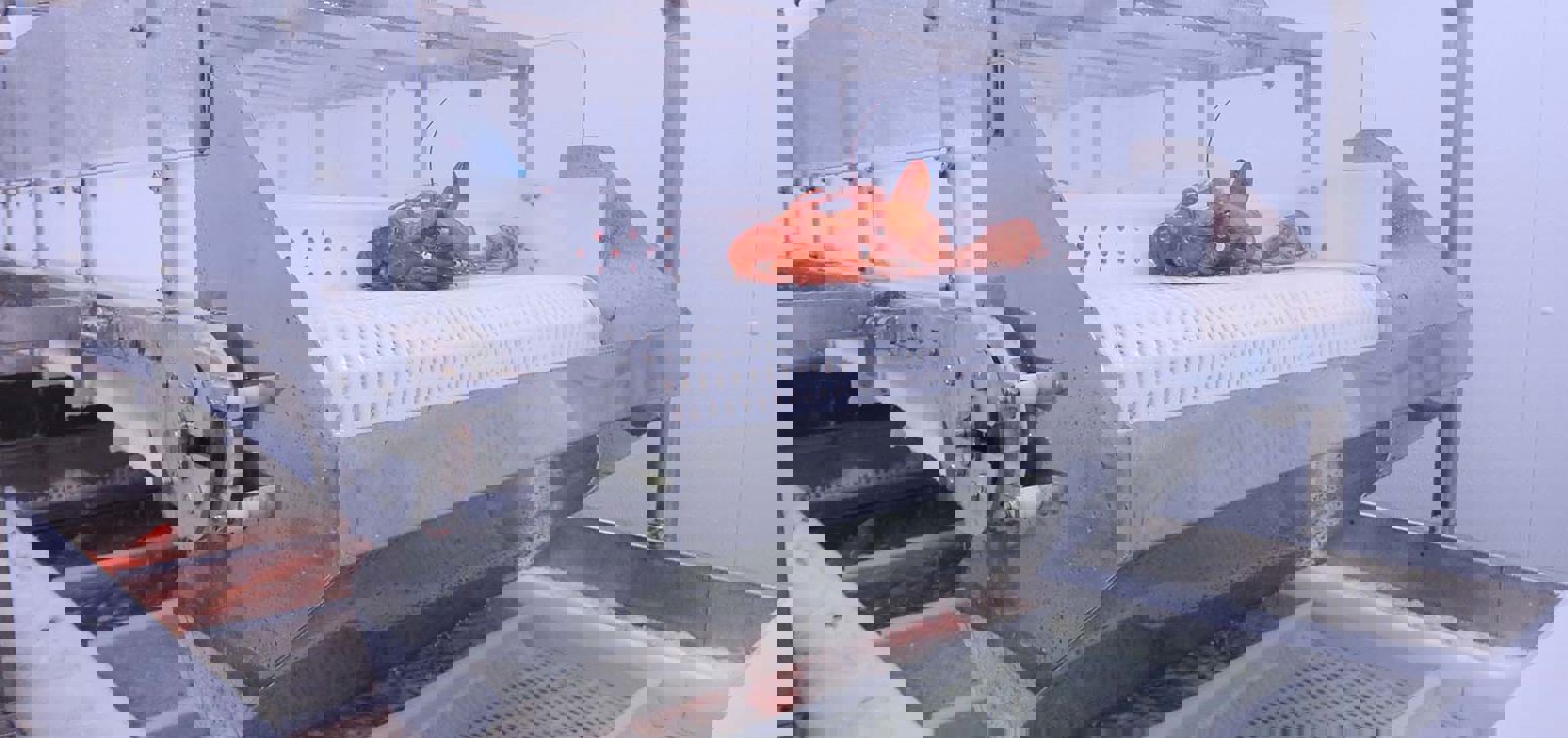 Carsoe Connie 1200 XL Lobster