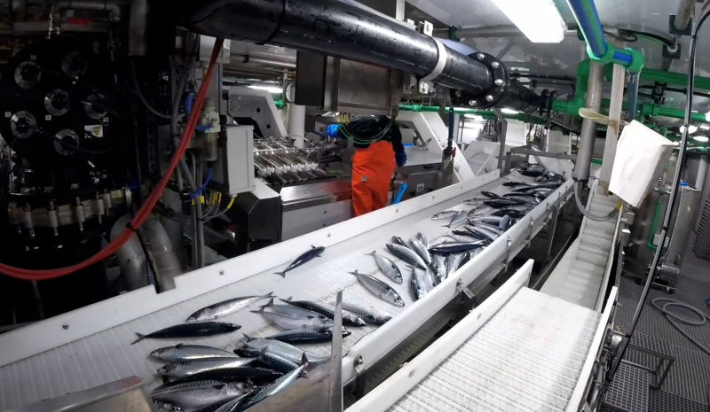 Conveyor Systems - Pelagic Fish