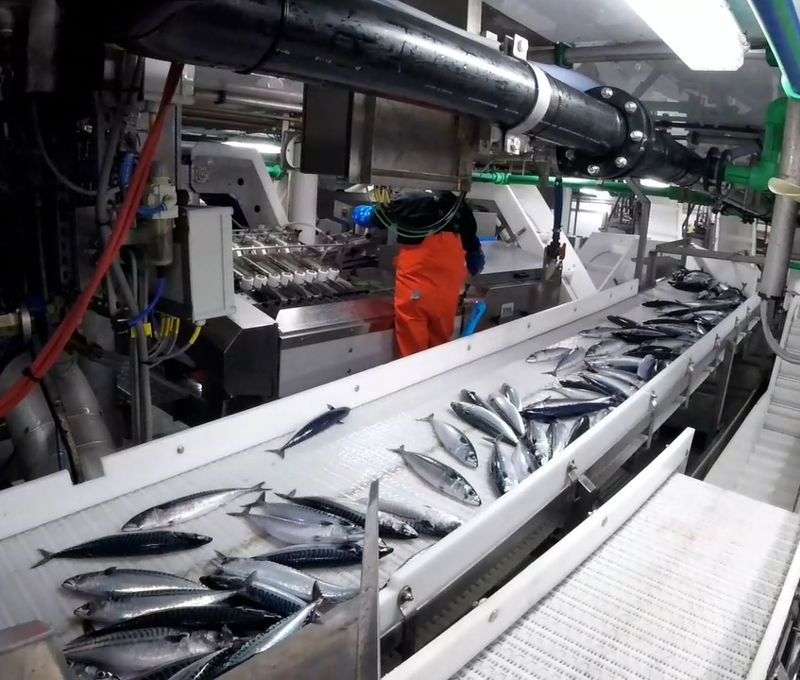 Cod Line Factory Retrofit Solution for Onboard Processing of Cod on Svend C