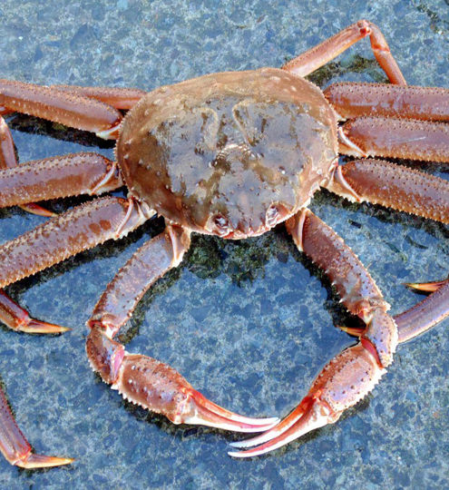 Carsoe Crab Image 