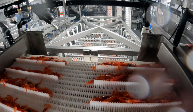 Shrimp Grading in Onboard Shrimp Factory