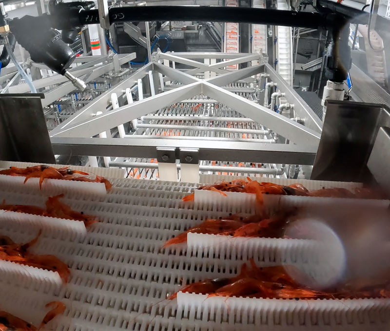 Shrimp Grading in Onboard Shrimp Factory