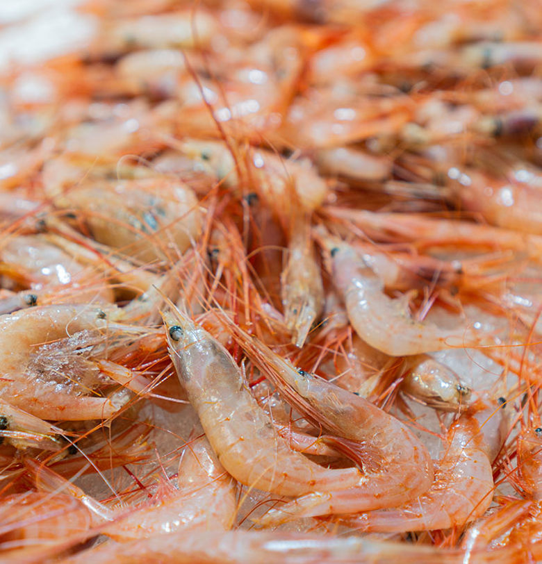 Shrimp Factories - Carsoe