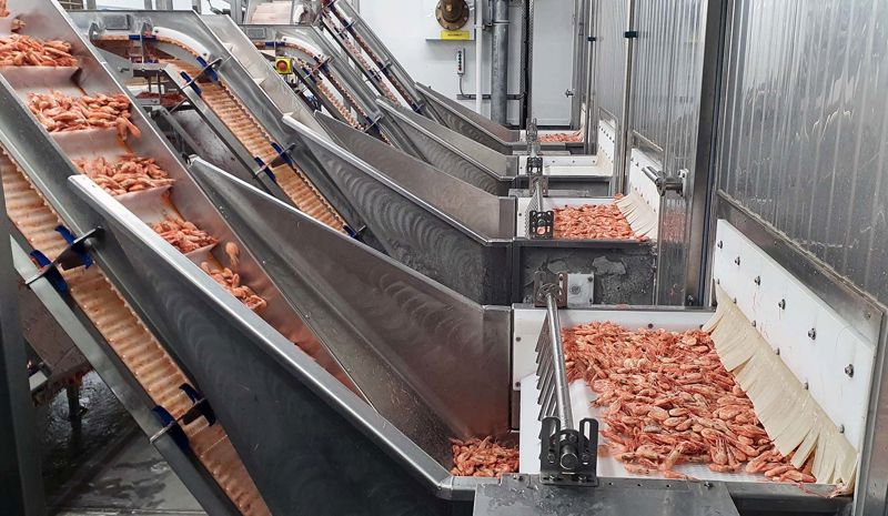 Iqf Process IQF Shrimp | Enhancing freshness and efficiency