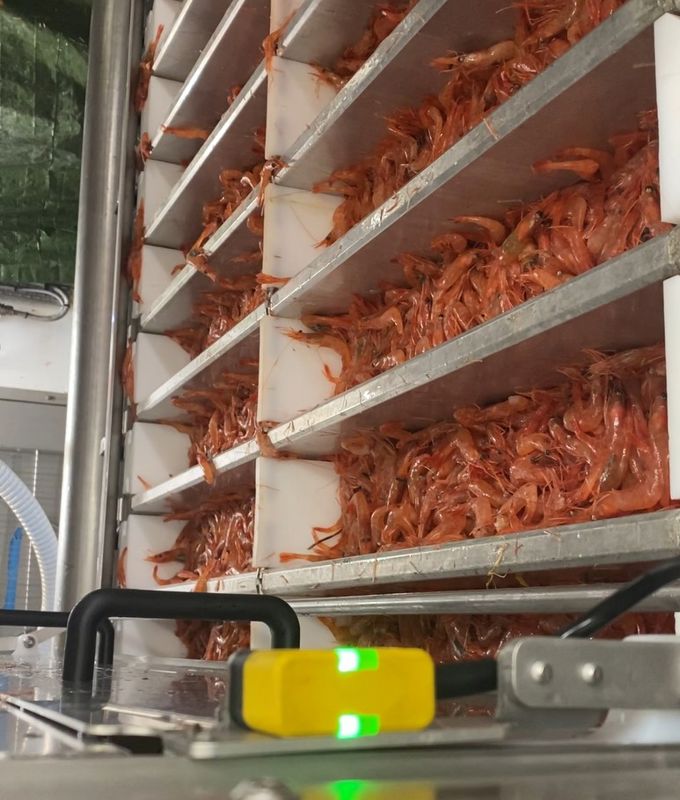 Automatic Pressing of Shrimp in Vertical Plate Freezers