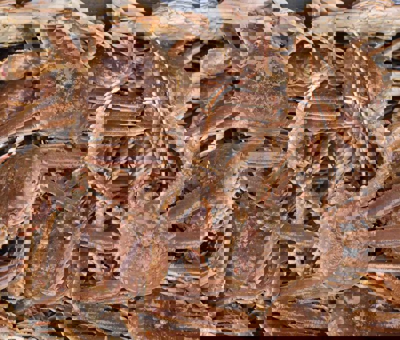 Carsoe Crab Menu Photo